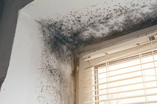 Trusted Commercial Mold Remediation service in Mechanicsville, VA - Cheap Mold Removal