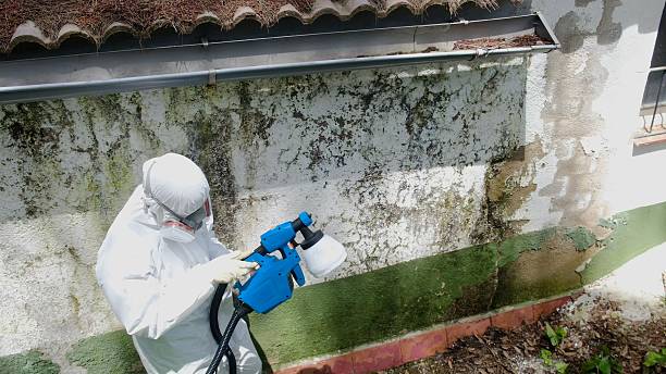 Trusted Black Mold Removal service in Mechanicsville, VA - Cheap Mold Removal